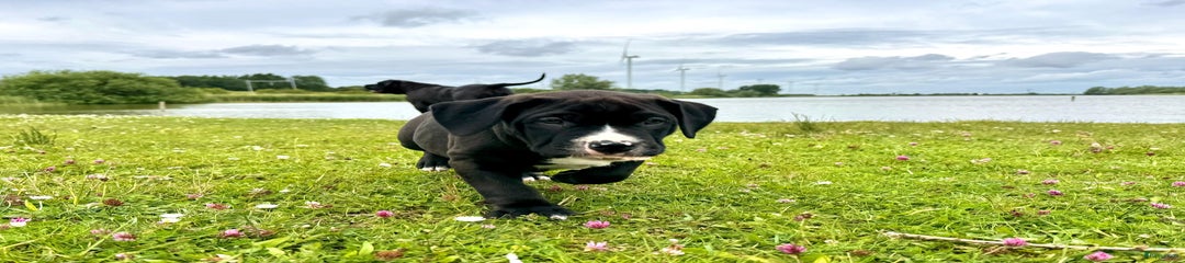 Amerikaanse Bully Puppy Marlon Wayans
