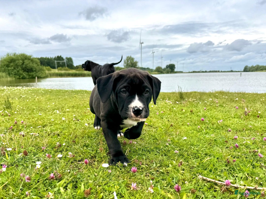 Amerikaanse Bully honden te koop: American Bully XL Puppies - Afbeelding 10