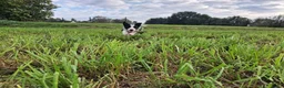 Border Collie honden te koop: Border collie puppy's in Oude Pekela - Advertentie 11