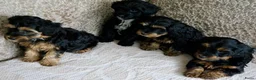 Kruising honden te koop: Maltipoo black & tan  een zwart met witte bles - Advertentie 11