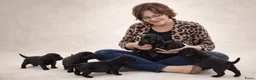 Labrador Retriever honden te koop: Zwarte labrador pups mogen naar nieuw huis - Advertentie 4