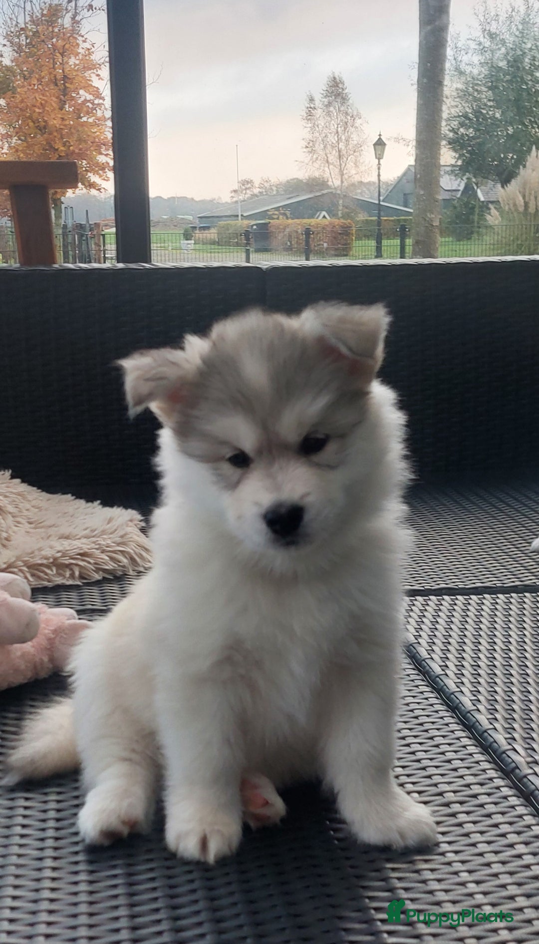 Pomsky honden te koop: Prachtige pomsky pups! - Advertentie 16
