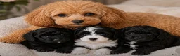 Cavapoo honden te koop: Cavapoo pup teefje - Advertentie 1