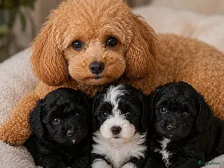 Cavapoo honden Cavapoo pup teefje - Advertentie 13