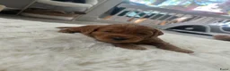 Australian Labradoodle honden te koop: Australian Labradoodle puppies - Advertentie 12