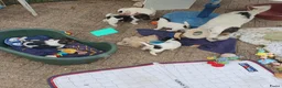 Jack Russel Terriër honden te koop: Nog 3"bandietjes" zoeken gezellig huis. Laagbenig  - Advertentie 19
