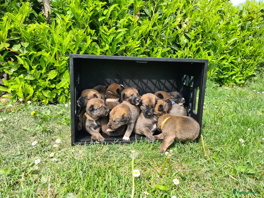 Kruising honden te koop: Prachtige Border Collie x Mechelse Herder pups F1 - Advertentie 2