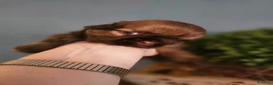 Shih Tzu 1