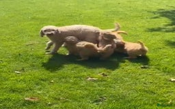 Labradoodle honden te koop: Labradoodle  - Afbeelding 6