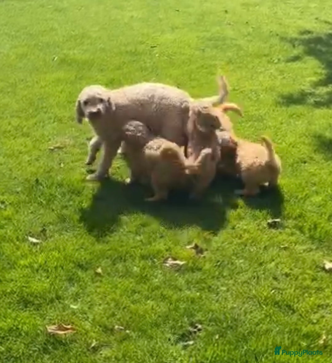 Labradoodle honden te koop: Labradoodle  - Afbeelding 6