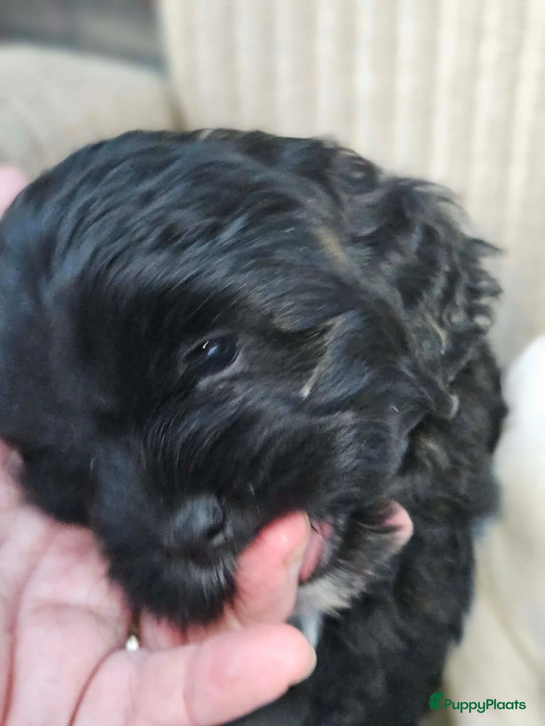 Shihpoo honden te koop: Shihpoo pup - Advertentie 11