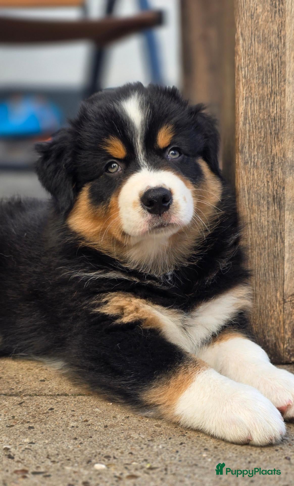 Australian Shepherd honden te koop: Nog 1 Australian Shepherd reutje beschikbaar - Advertentie 1