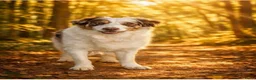 Kruising honden te koop: Border collie x nova scotia duck toller ret. pups - Advertentie 3