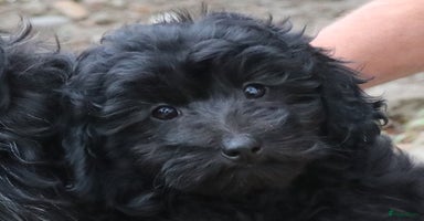 Maltipoo honden - Advertentie 5