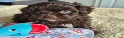 Kruising honden te koop: Lieve mini boompoo  - Advertentie 1