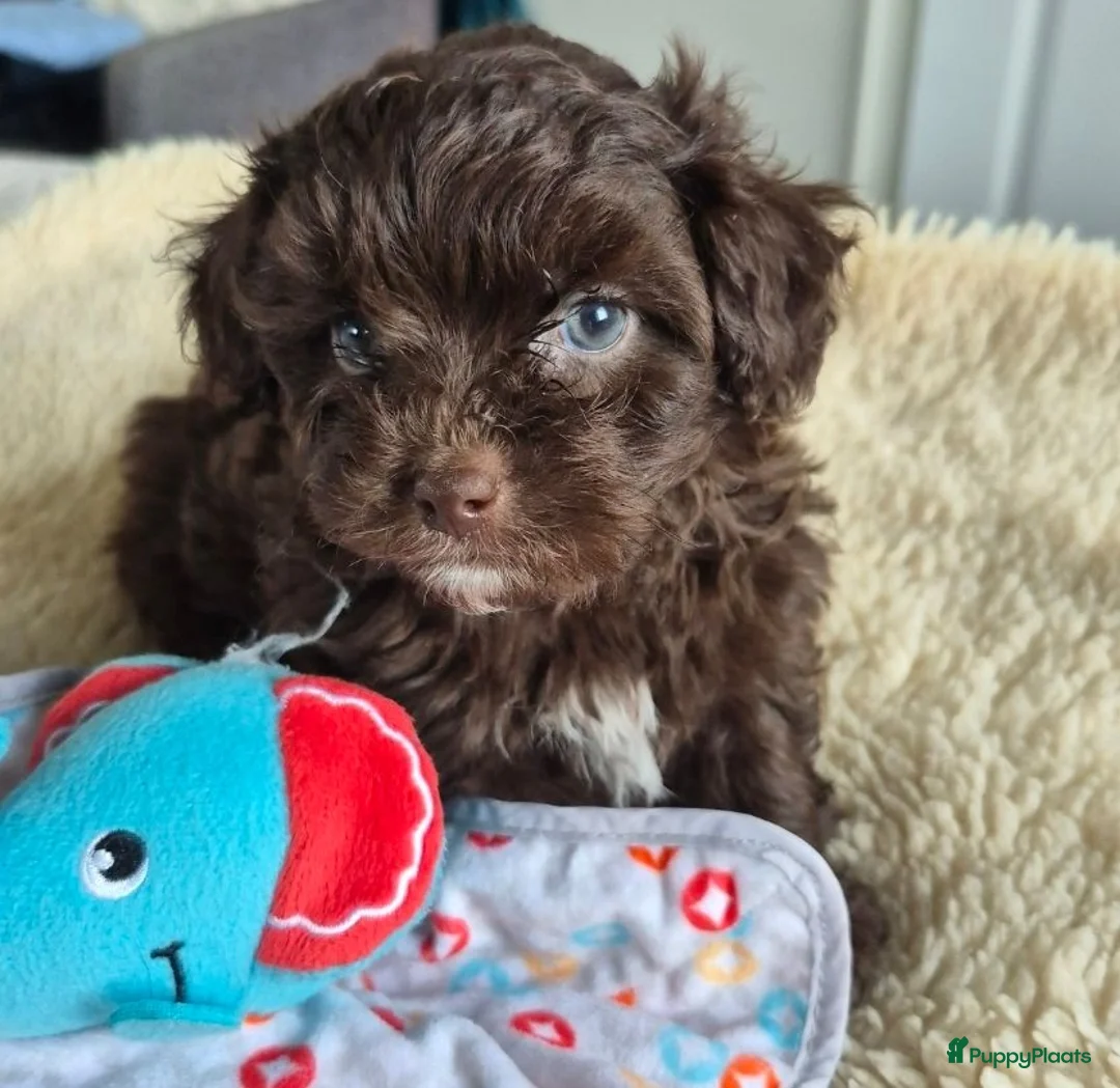 Kruising honden te koop: Lieve mini boompoo  - Advertentie 1