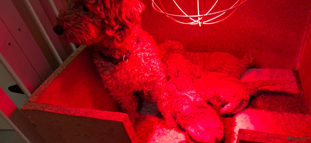 Dwergpoedel honden te koop: Dieprode dwergpoedel pups - Advertentie 6