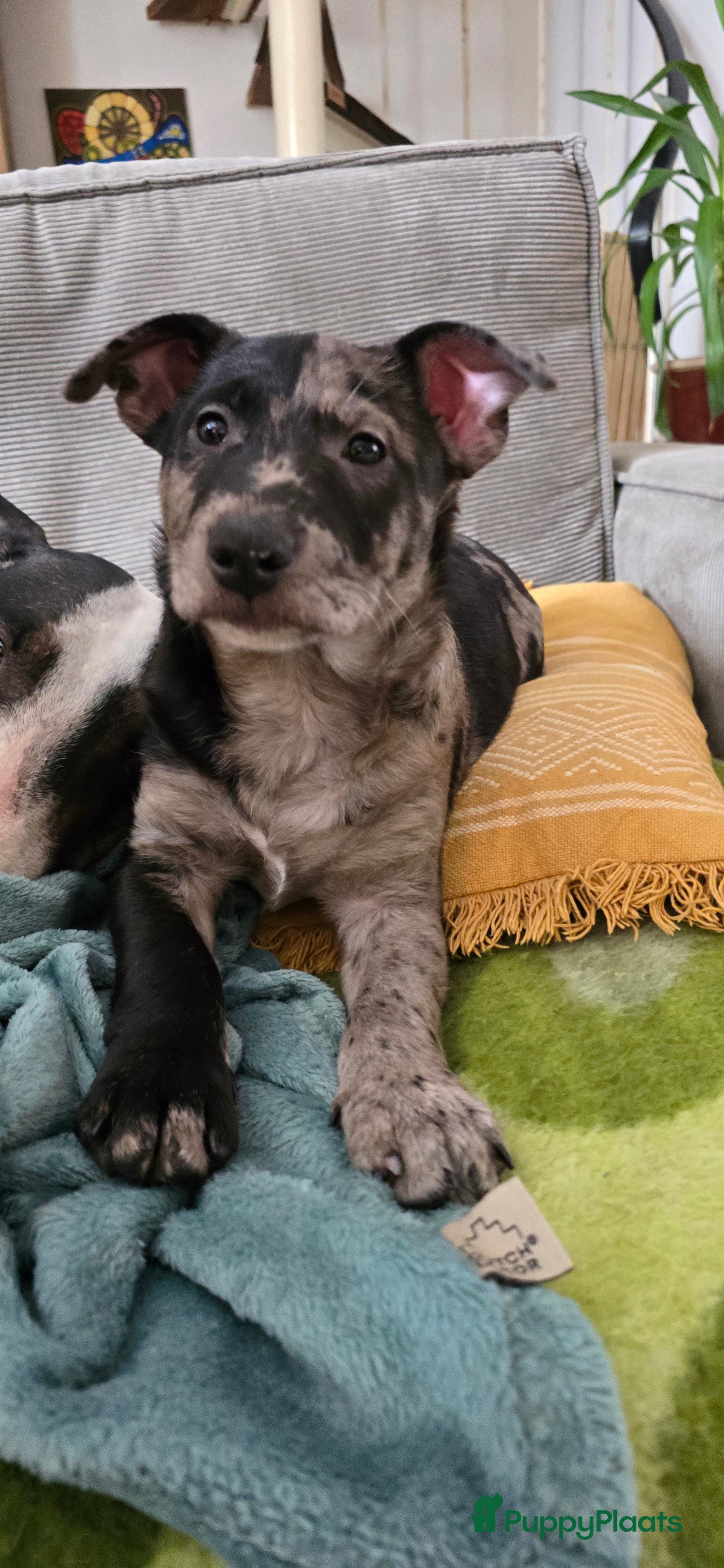 Kruising honden Te koop kruising bullterrier vs pomsky  - Advertentie 3