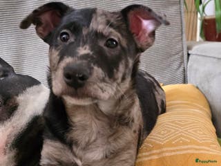 Kruising honden Te koop kruising bullterrier vs pomsky - Advertentie 3