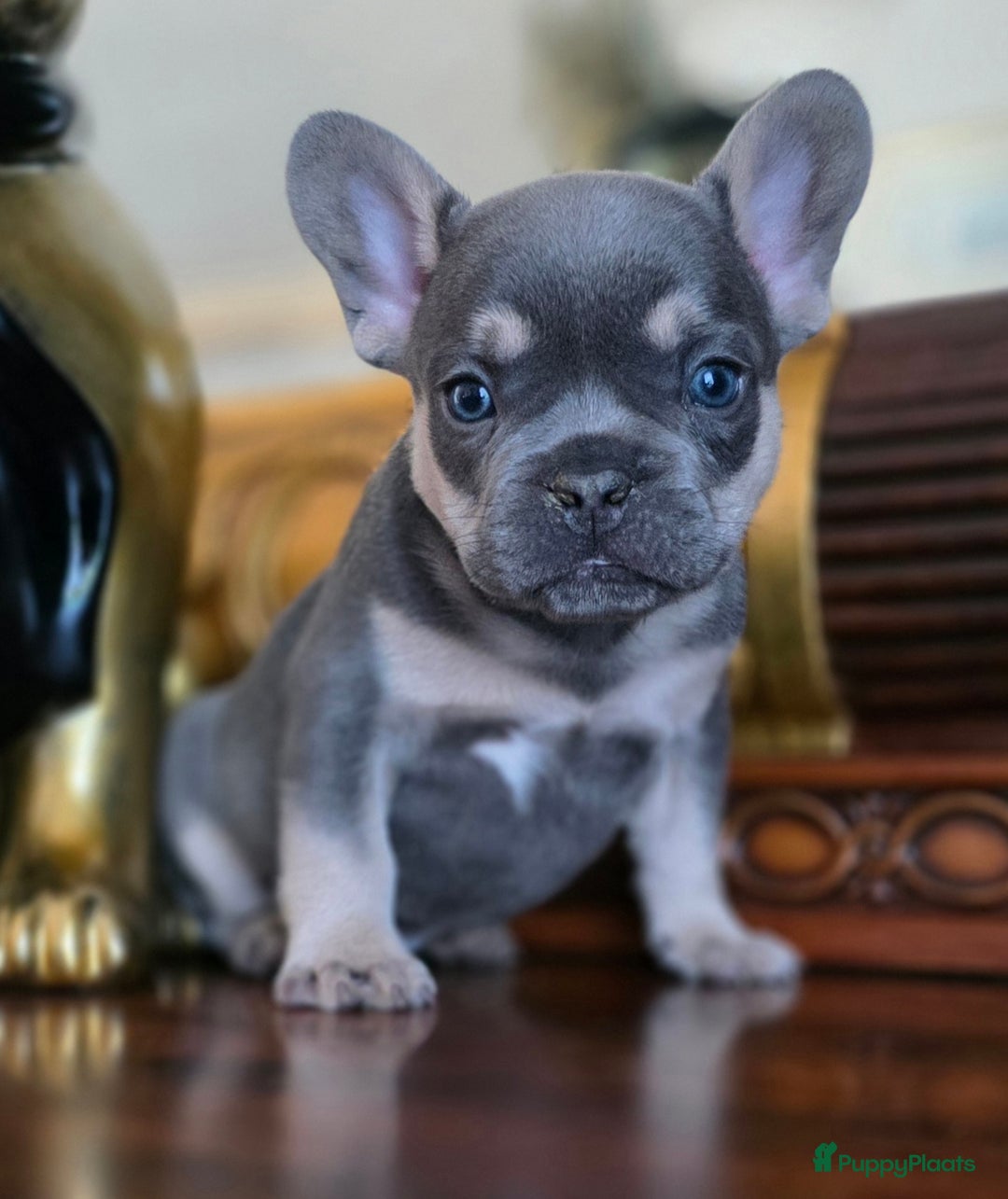 Franse Bulldog honden te koop: Super knappe, raszuivere franse bulldog pups - Advertentie 2