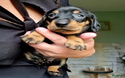 Ruwhaar Teckel honden te koop: Standaard ruwhaar teckel  - Afbeelding 17