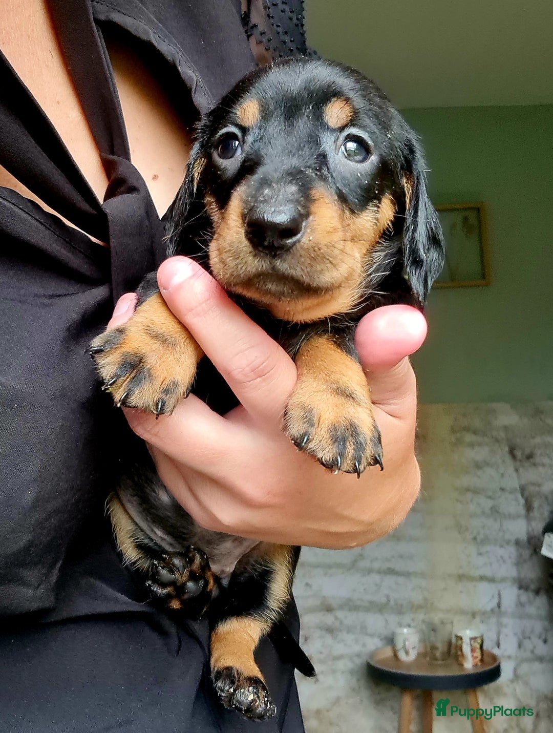Ruwhaar Teckel honden te koop: Standaard ruwhaar teckel  - Afbeelding 17