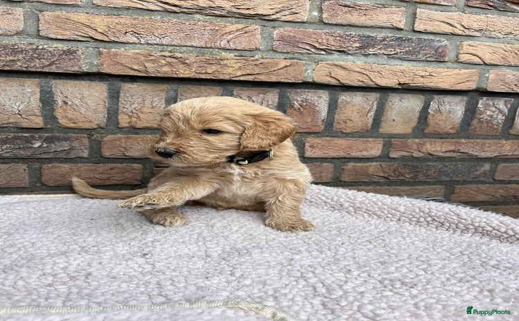 Labradoodle honden - Advertentie 4