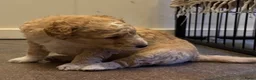 Kruising honden te koop: Sheltidoodle  - Advertentie 14