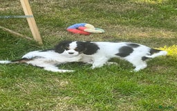 Cavalier King Charles Spaniel honden te koop: Cavalier King Charles Spaniel in Makkinga - Afbeelding 26