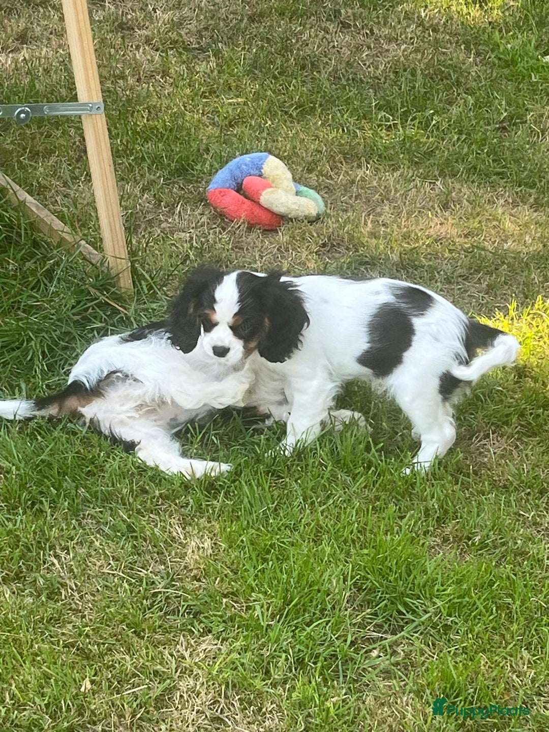 Cavalier King Charles Spaniel honden te koop: Cavalier King Charles Spaniel in Makkinga - Afbeelding 26