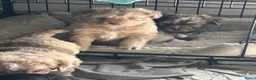 Aussiedoodle honden te koop: Australian doodle miniatuur - Advertentie 15