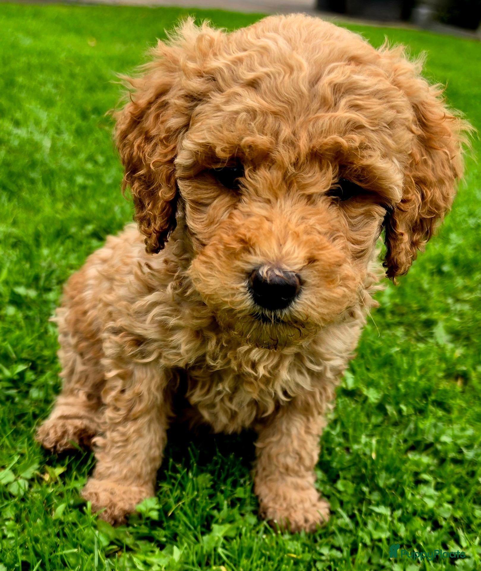 Labradoodle honden Labradoodle puppie's prachtige kleuren. - Advertentie 2