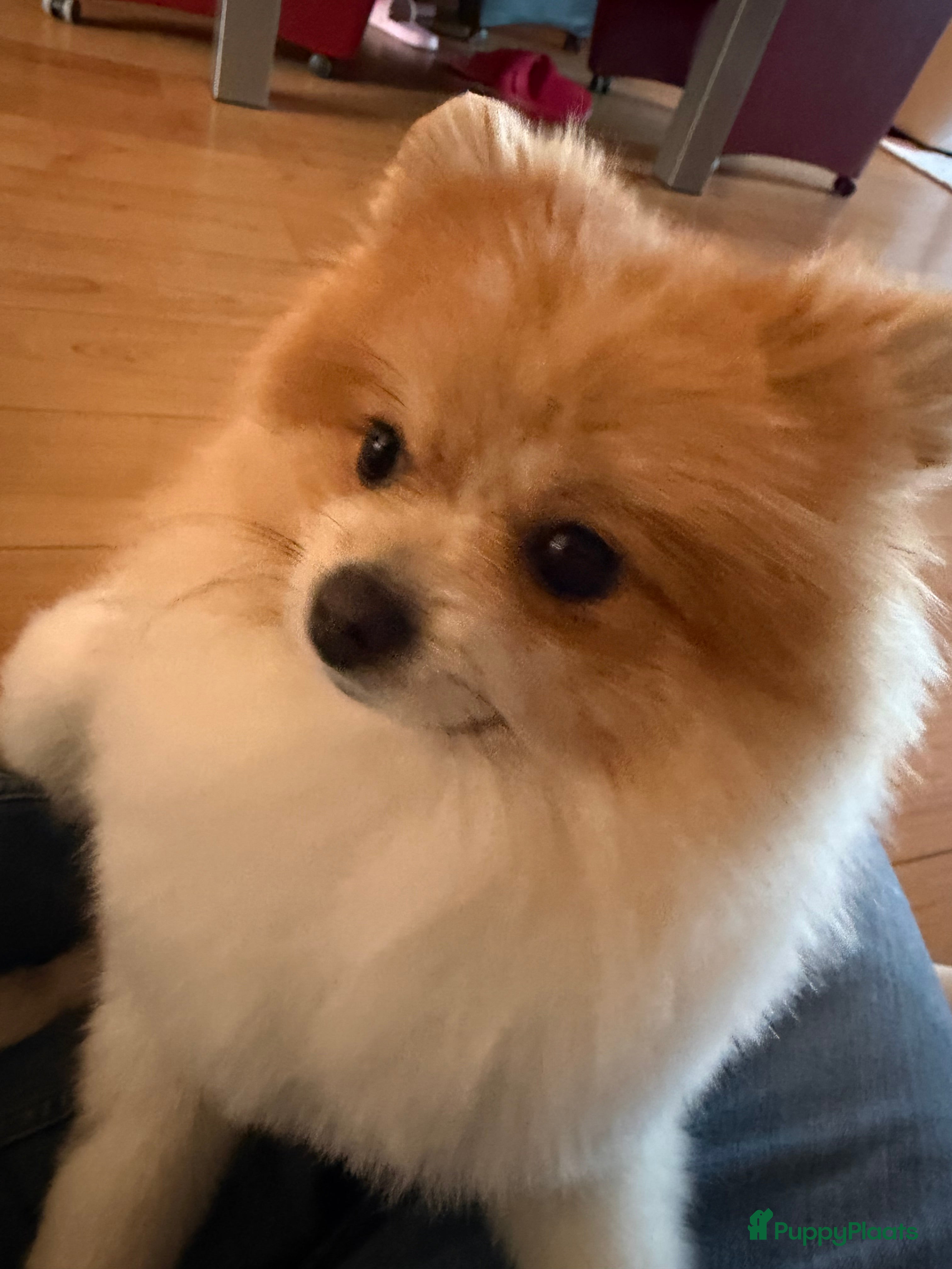 Pomeriaan honden Pommi zoekt nieuw baasje - Advertentie 4