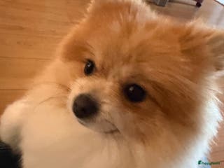 Pomeriaan honden Pommi zoekt nieuw baasje - Advertentie 4