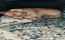 Pitbull Terriër honden ter dekking: Ajax/Jaxie ( DEKREU ) - Advertentie 10