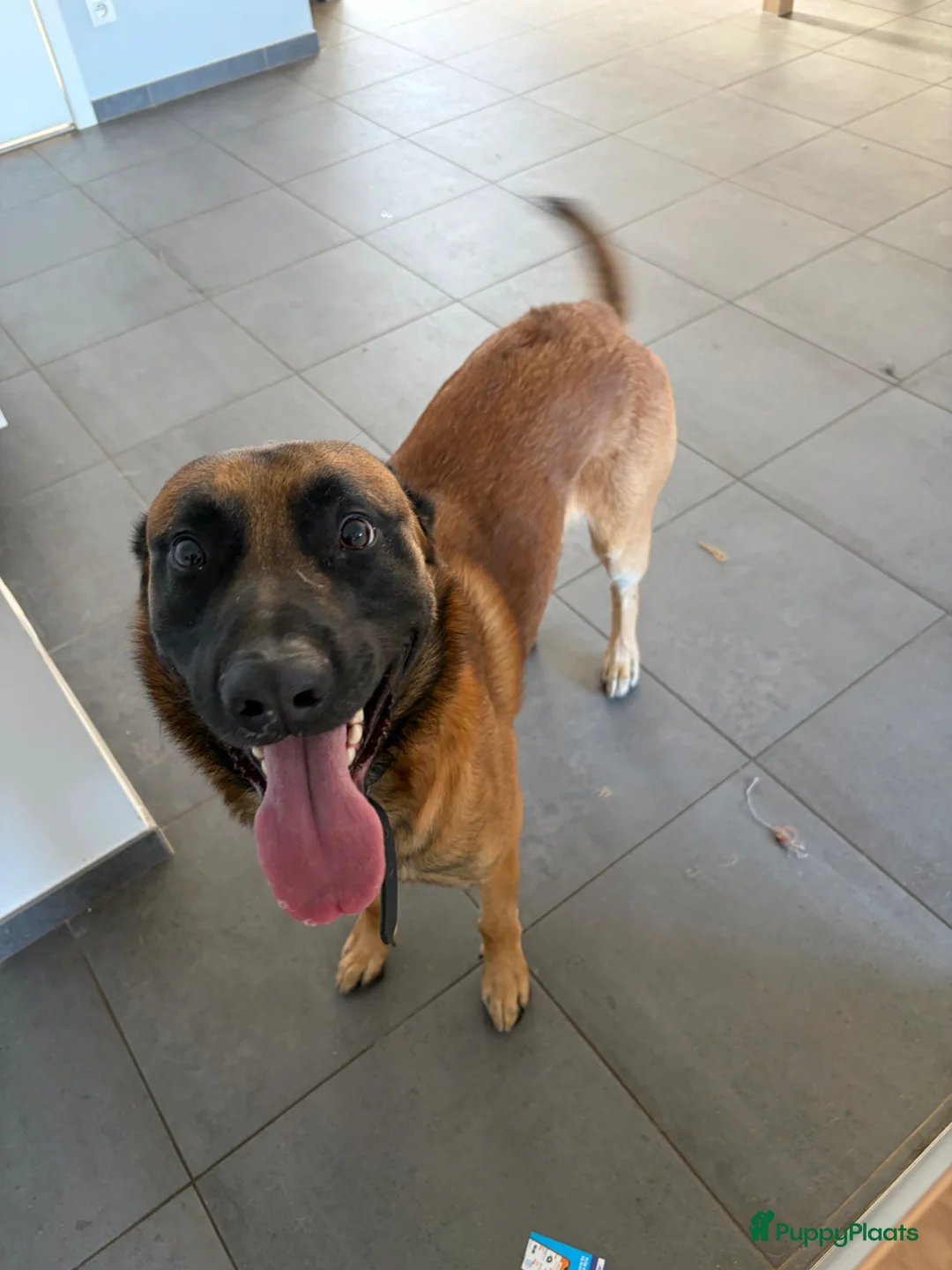 Mechelse Herder honden ter adoptie: Mechelse herder in Hoogvliet Rotterdam - Advertentie 2