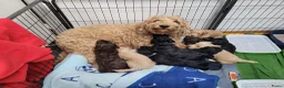 Australian Labradoodle honden te koop: Schattige Australian Labradoodle Puppies (Belgium) - Advertentie 13
