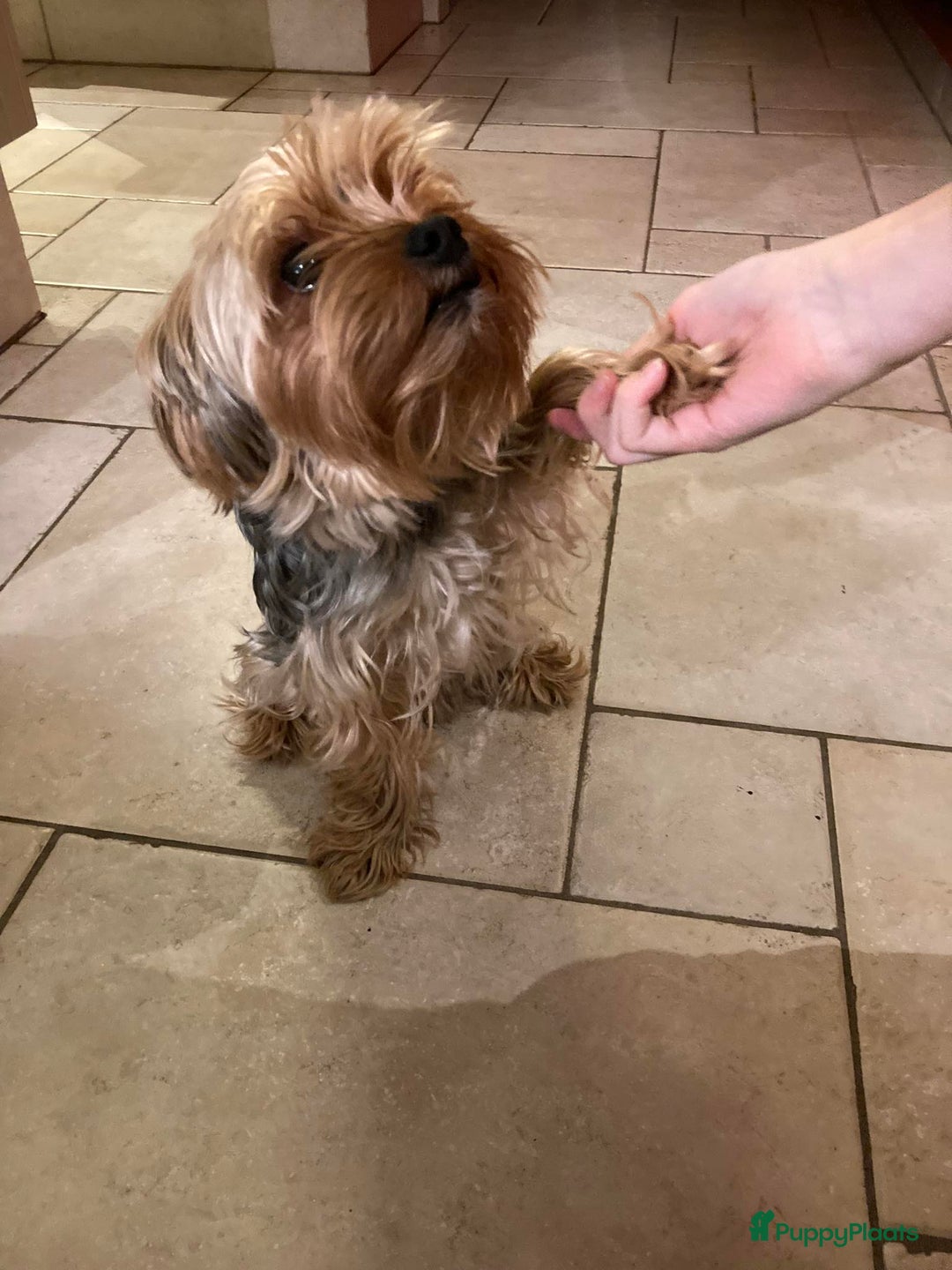 Yorkshire Terriër honden ter dekking: Dekreu met stamboom, Yorkshire Terriër - Advertentie 3