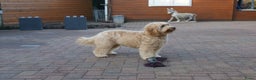Labradoodle honden ter adoptie: labradoodle F 3 medium  - Advertentie 2
