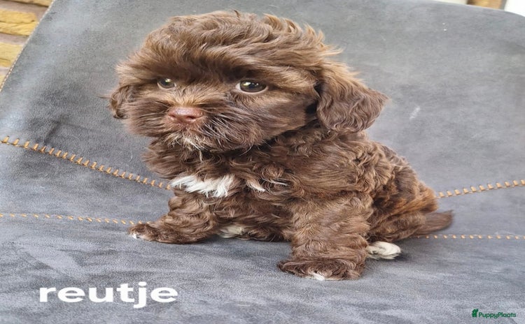 Kruising honden - Advertentie 2