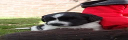 Friese Stabij honden te koop: friese stabij pups - Advertentie 12