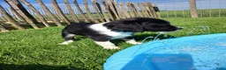 Friese Stabij honden te koop: Lieve en Sociale Friese Stabij pups - Advertentie 9