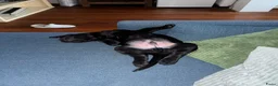 Labrador Retriever honden te koop: Labrador retriever 2 months in Den Haag - Advertentie 6