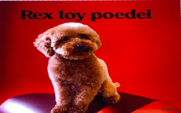 Poedel Toy honden ter dekking: kleine toy poedel dekreu donker rood rocky - Afbeelding 13