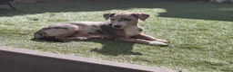 Jack Russel Terriër honden te koop: 1 merle teefje met 8 weken geannuleerd - Advertentie 9