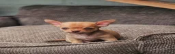 Chihuahua honden te koop: Raszuivere Chihuahua pups reutjes - Advertentie 9