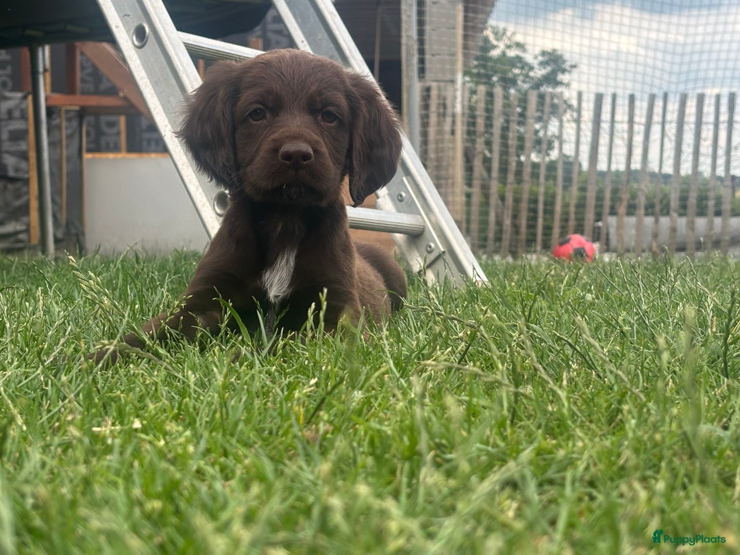 Duitse Staande Hond Langhaar honden te koop: Duitse staande langhaar pups  in Maastricht - Afbeelding 2
