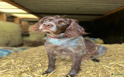 Duitse Staande Hond Langhaar honden te koop: Duitse Staande Langhaar pups - Afbeelding 6