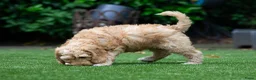 Australian Labradoodle honden te koop: Medium Australian Labradoodle puppy's - Advertentie 7