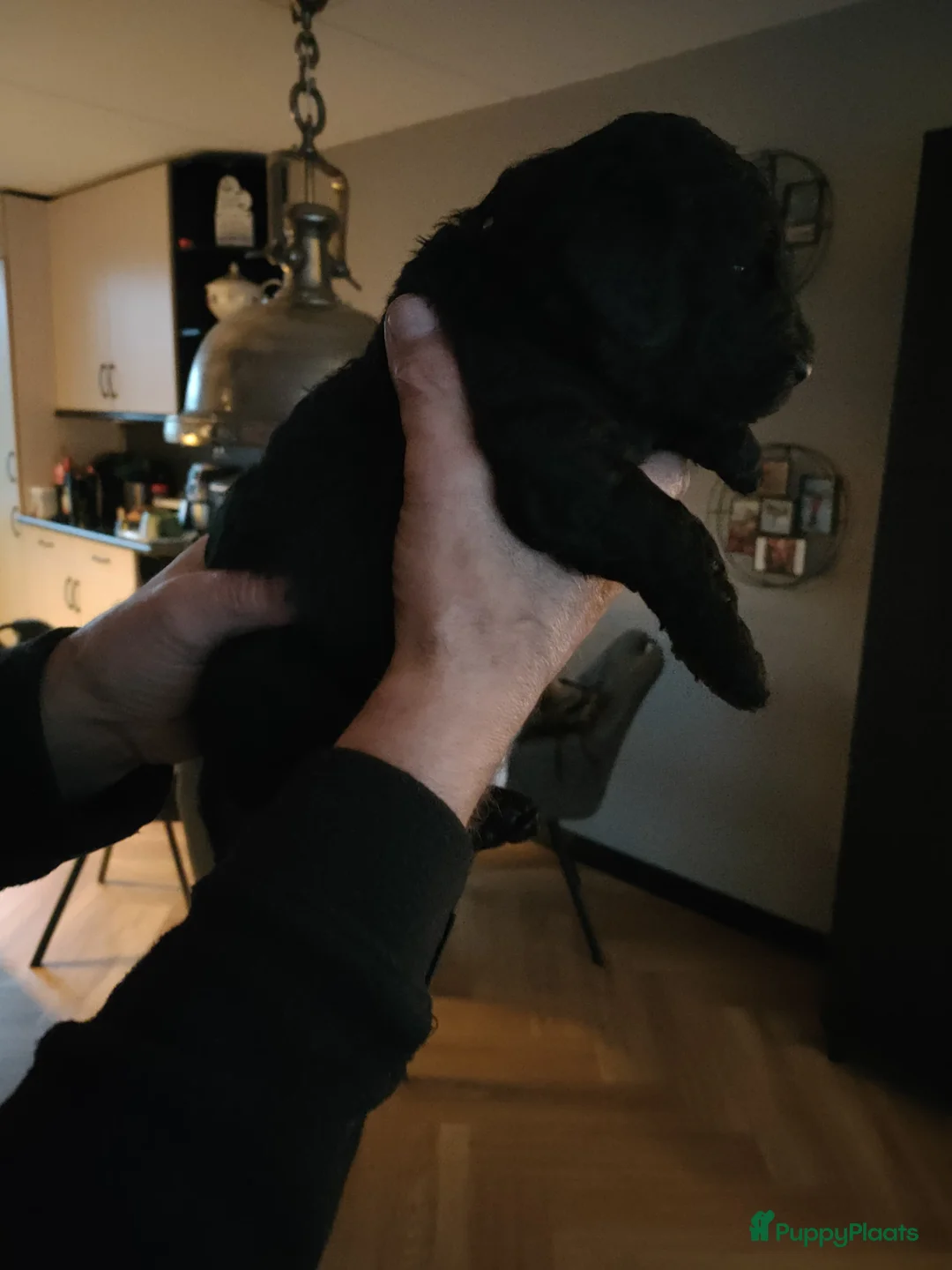 Labradoodle honden te koop: Labradoodle pups - Advertentie 10